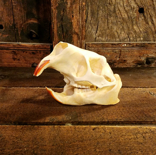 Authentic Nutria Skull