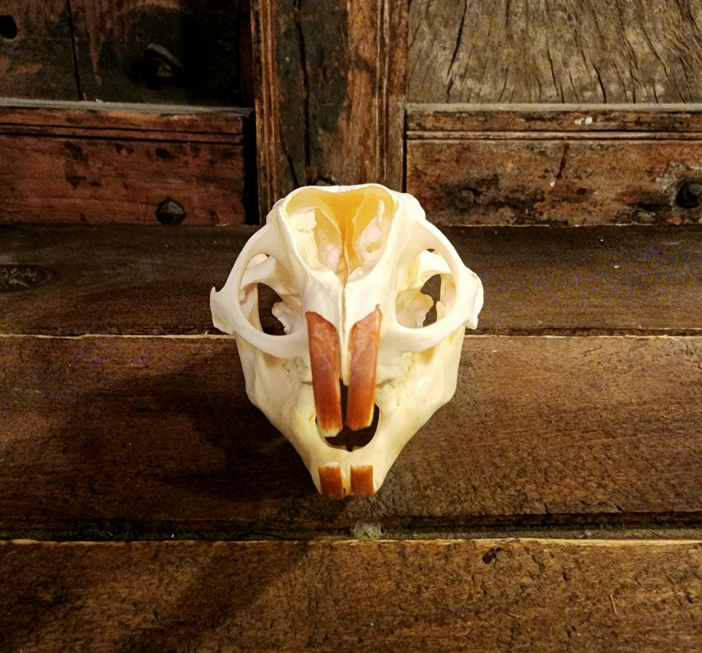 Authentic Nutria Skull