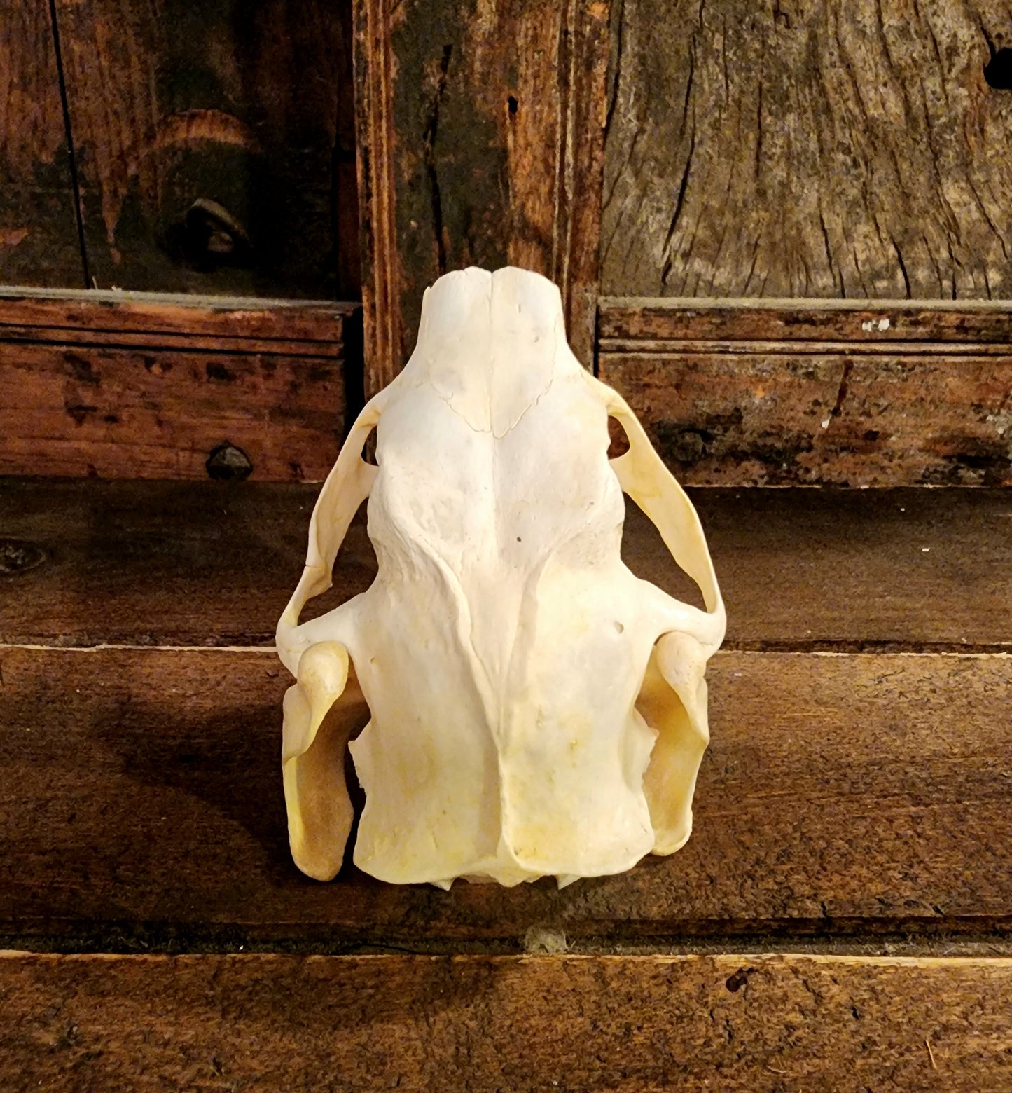 Authentic Nutria Skull