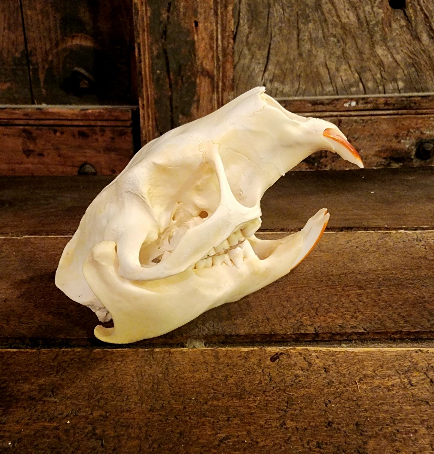 Authentic Nutria Skull