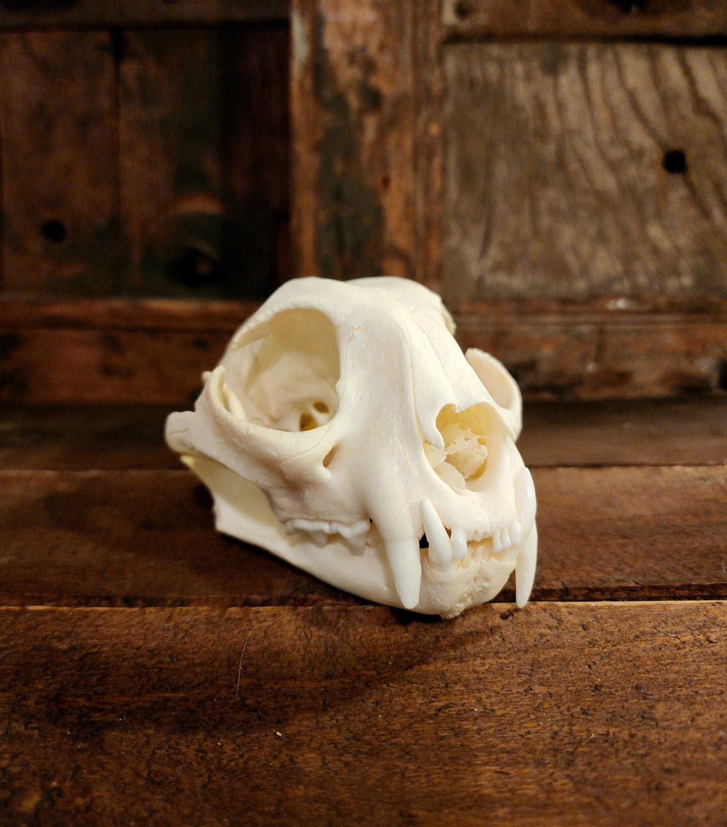 Authentic Bobcat Skull