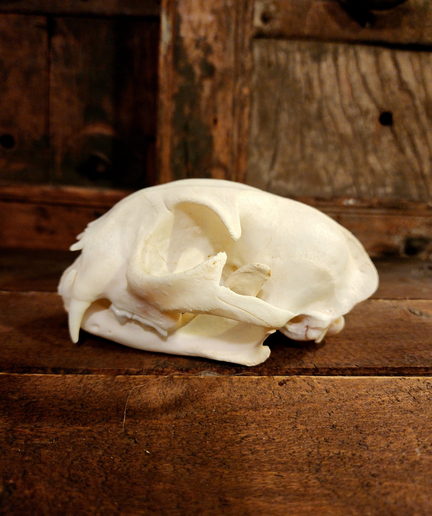 Authentic Bobcat Skull