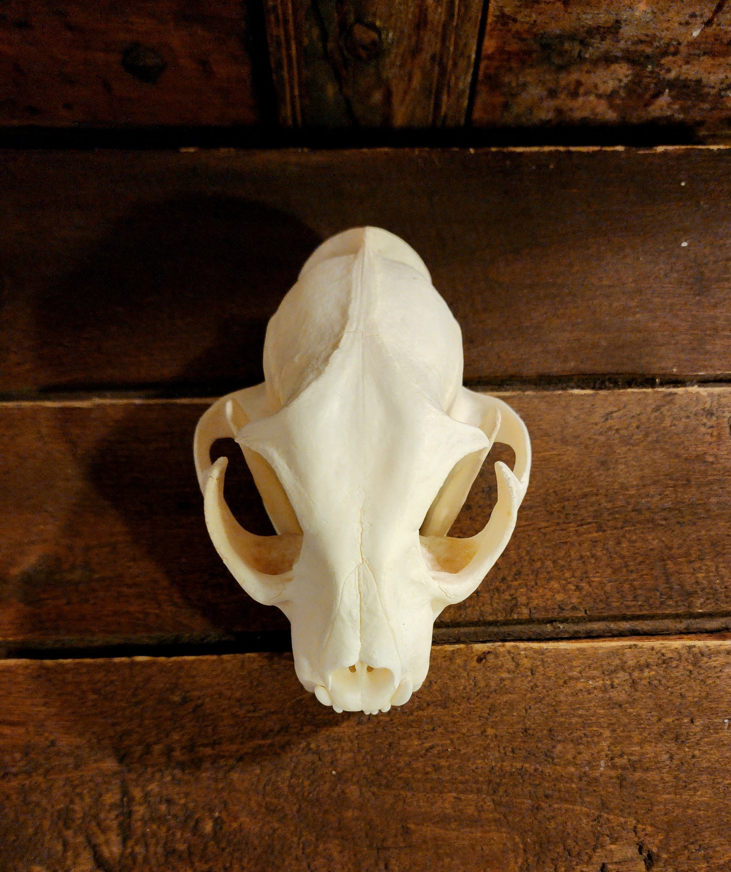 Authentic Bobcat Skull