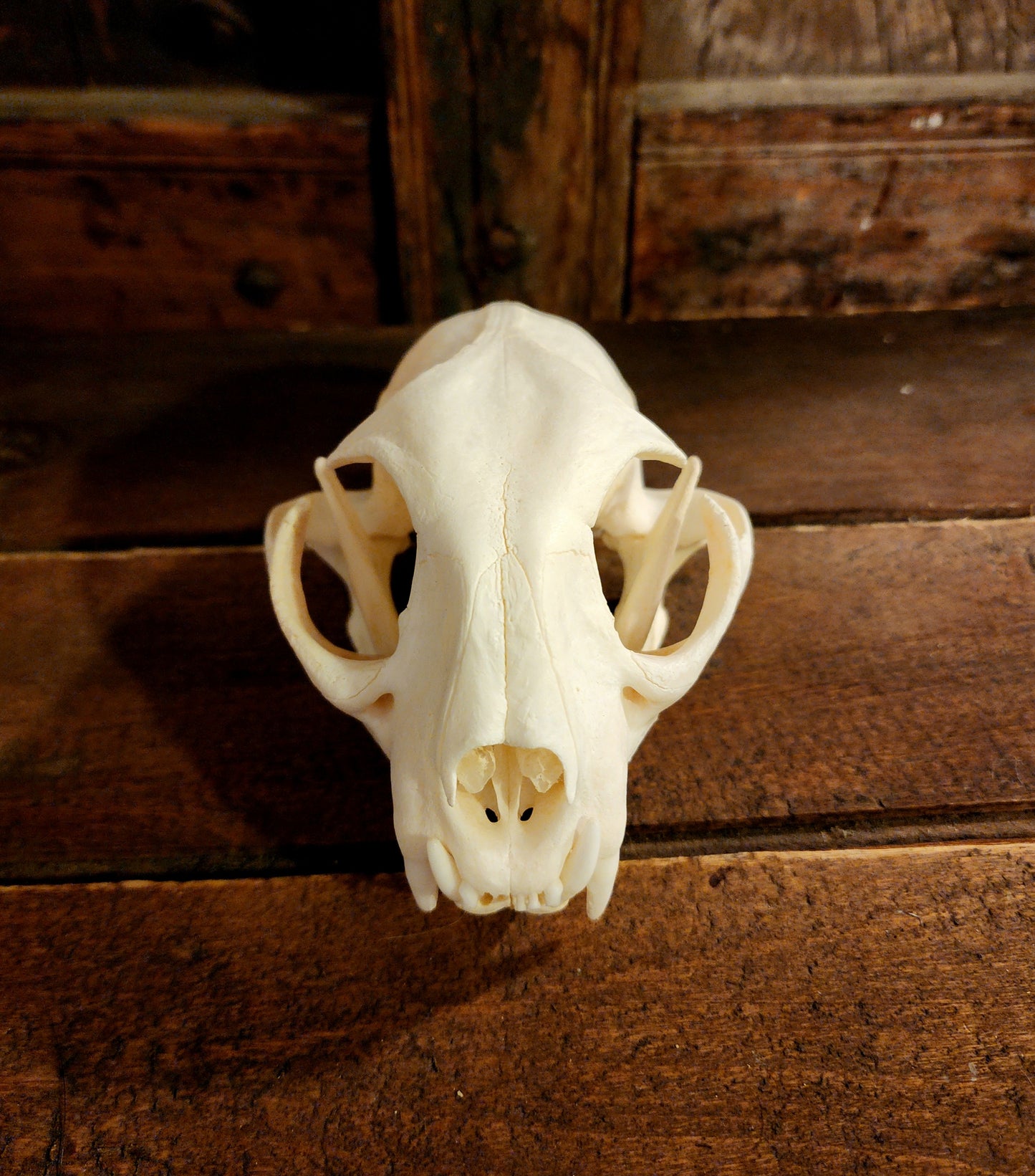 Authentic Bobcat Skull