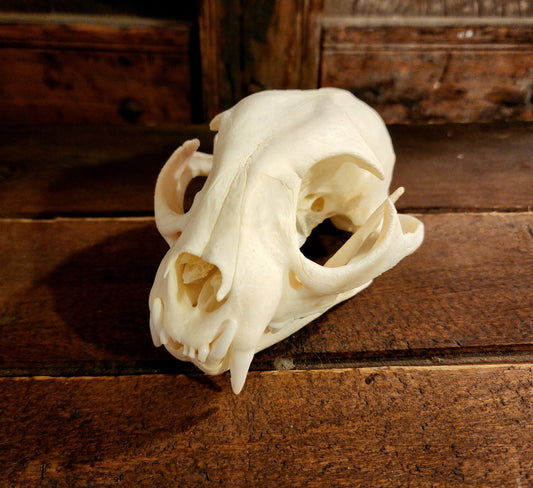 Authentic Bobcat Skull