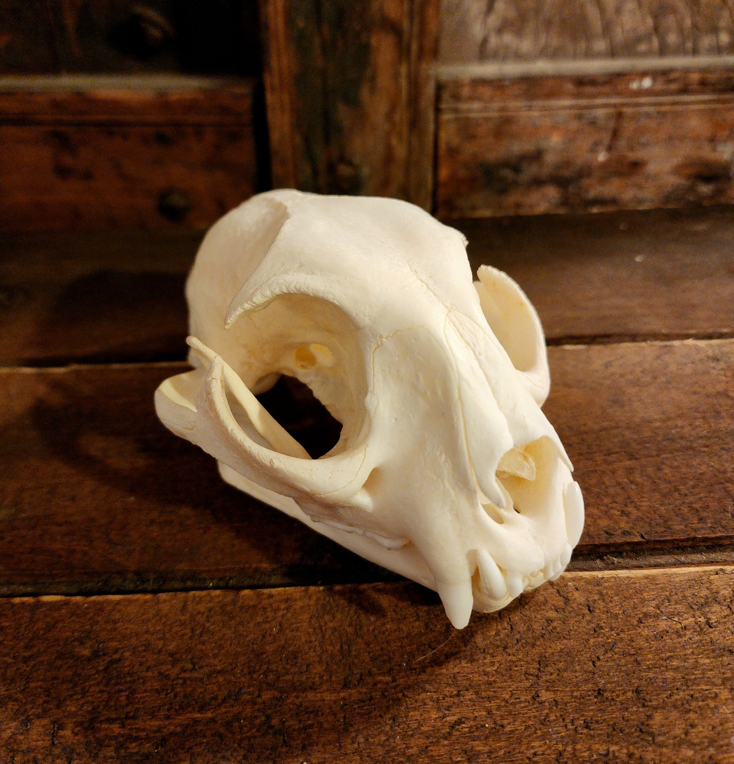 Authentic Bobcat Skull