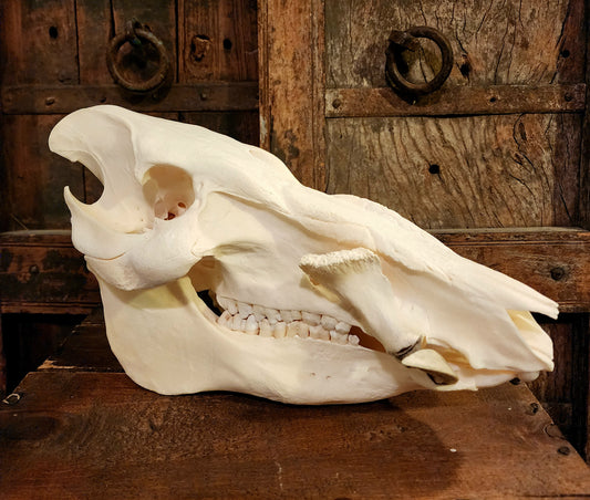 Authentic African Bush Hog Skull