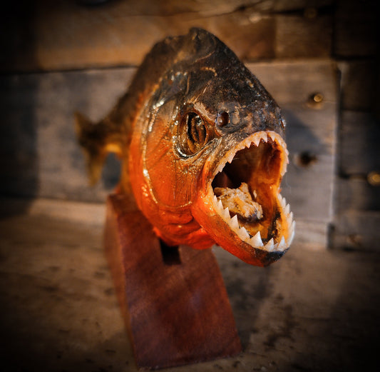 Large Pirhana Taxidermy