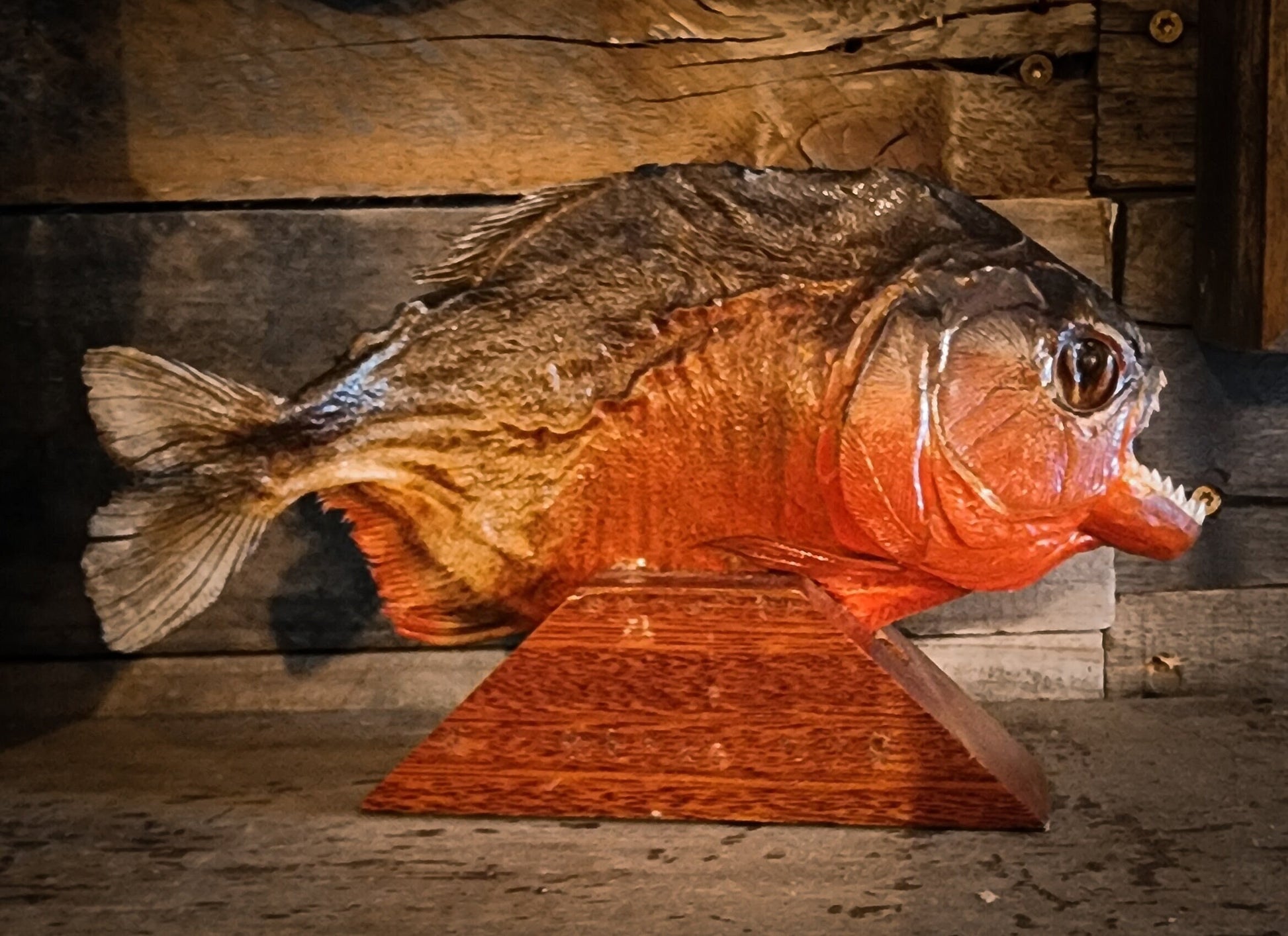 Large Pirhana Taxidermy