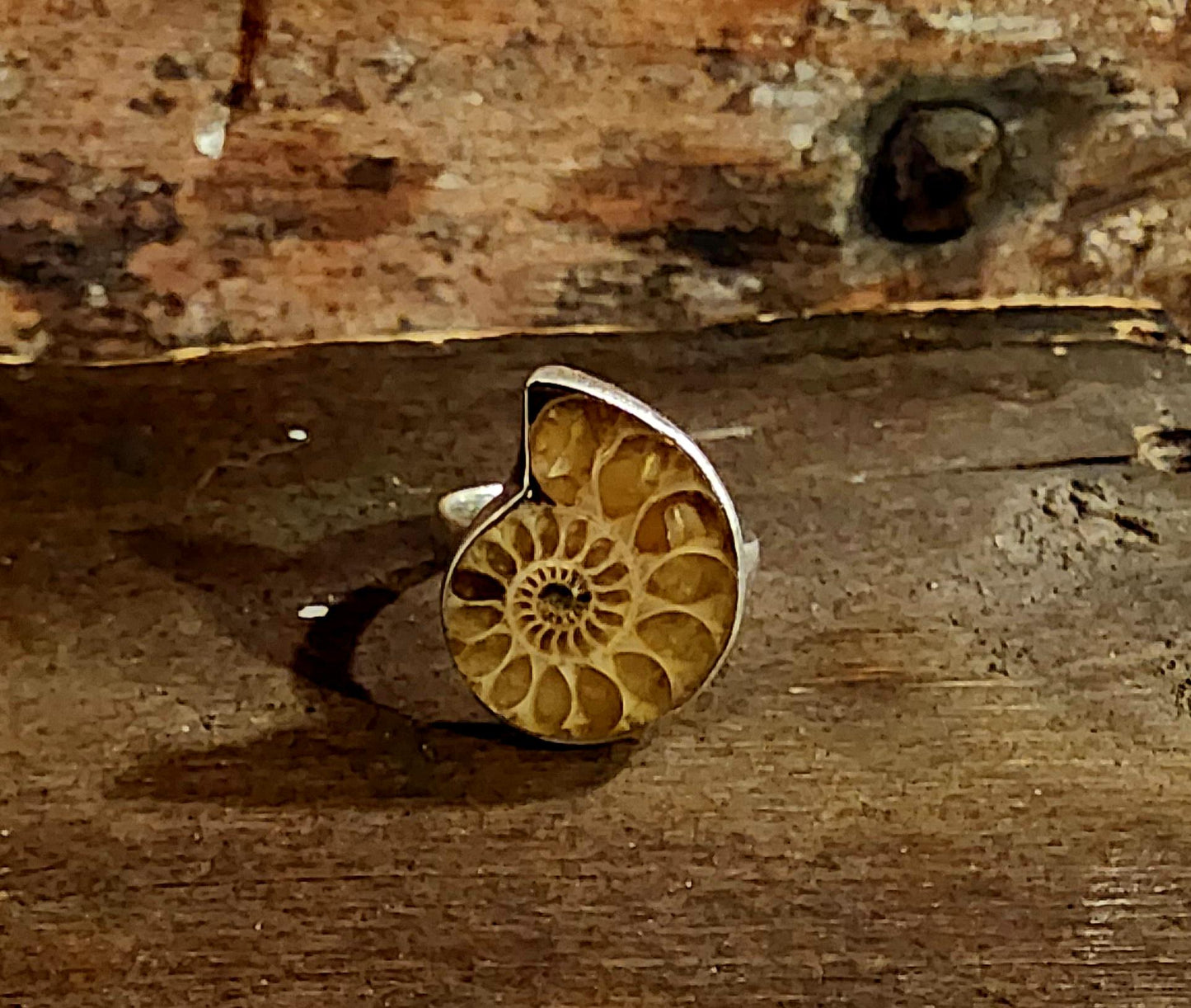 Ammonite Ring