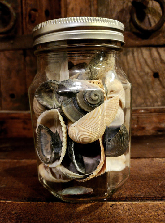 Jar O' Seashells