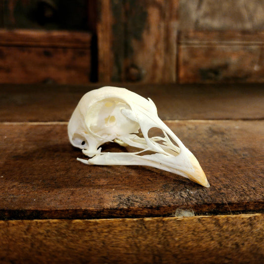 Authentic Pheasant Skull